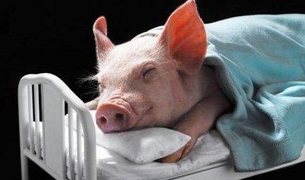cerdo durmiendo en cama