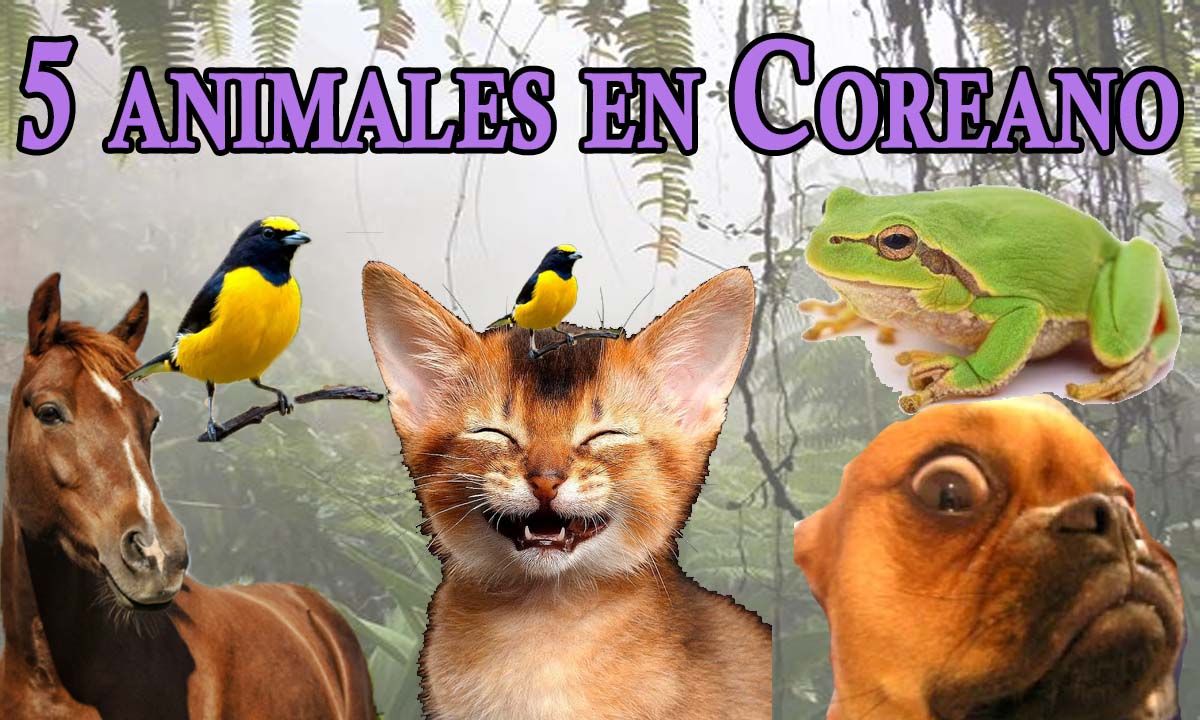 5 animales en coreano 5 animales en coreano