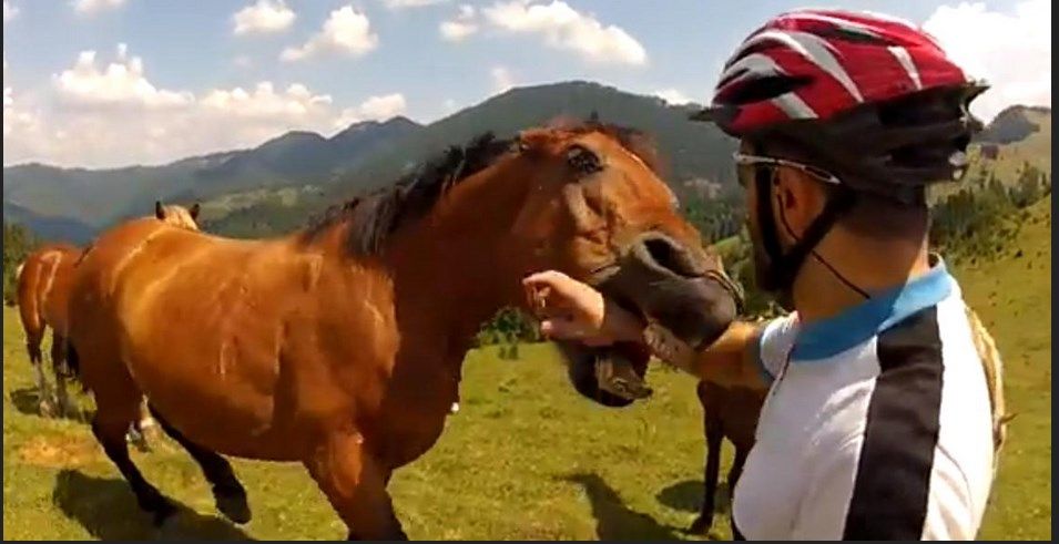 caballo-mordiendo- mal en coreano