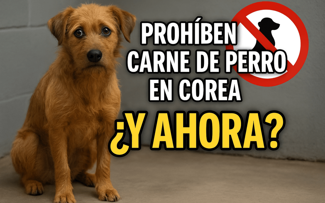Medio millón de perros… ¿y ahora qué? 🐕🇰🇷