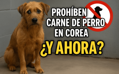 Medio millón de perros… ¿y ahora qué? 🐕🇰🇷
